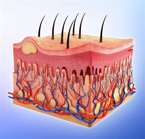 Human Skin 17 Photograph By Science Photo Library Pixels