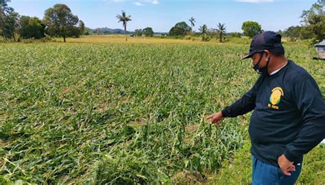 Typhoon Affected Farmers Fishers In Northern Luzon Get P1 5 B Worth Of