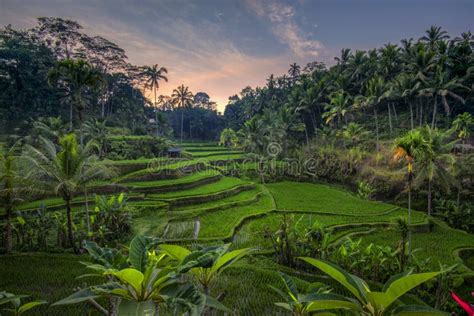 Sunrise at Tegalalang Rice Terrace, Ubud Bali Stock Photo - Image of ...