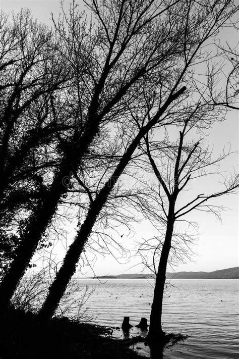 Bare Naked Trees Silhouettes On Trasimeno Lake Shore Umbria Italy Stock Image Image Of