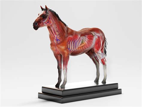 Horse Anatomy with internal organs on Behance