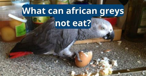 What Can African Greys Not Eat Featherland Bird Cage