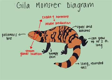 A Monster Impact for Type 2 Diabetes Treatment | curiousSCIENCEwriters
