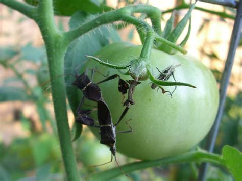 Pests To Watch For In Your Tomato Garden The Unconventional Tomato