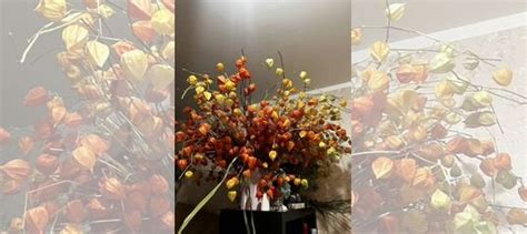 Физалис сухоцвет купить в Москве | Товары для дома и дачи | Авито