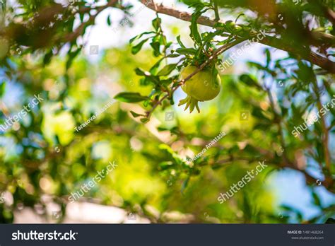 Pomegranate Olive Tree Date Palm Fruit Stock Photo 1481468264