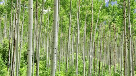 Le Peuplier Faux Tremble Populus Tremuloides Arboplus