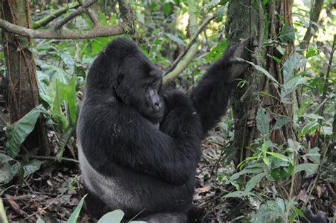 Uganda Gorilla Trekking Safari Packages 7 Days Gorilla Chimpanzee