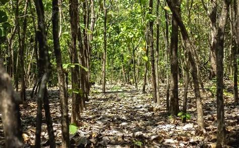 blora penghasil kayu jati terbaik  dunia tembus pasar amerika esposid