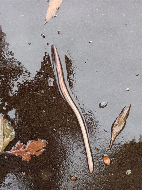 Crassiclitellata from Eggenberg, Graz, Österreich on November 3, 2023 ...