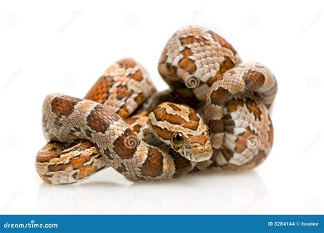 Corn Snake Stock Photography Cartoondealer