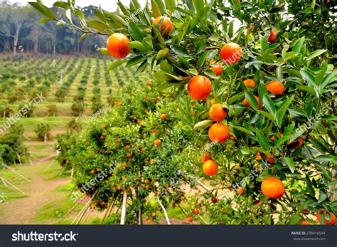 Orange Orchard In Doi Angkhang ,Chiangmai, Northern Thailand Stock ...