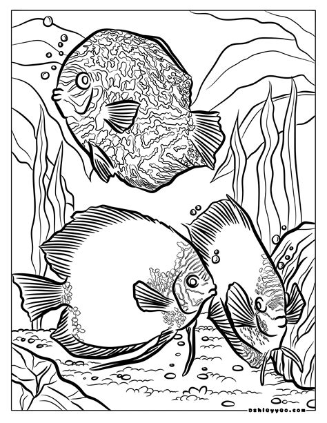 Adult Coloring Pages Animals