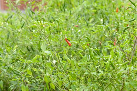 Chilli Pepper Plant in Farm Stock Image - Image of flavor, harvest ...