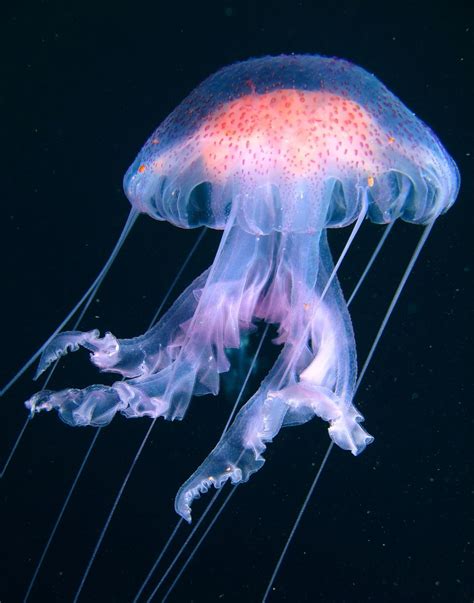 graceful pacific sea jellyfish