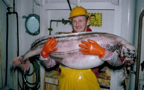 International Fishing News: ALASKA: found rare an mysterious fish