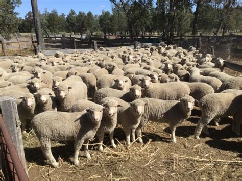A 22 9 20 275 MIXED SEX STORE LAMBS Hamilton Mortimer Agency Pty Ltd