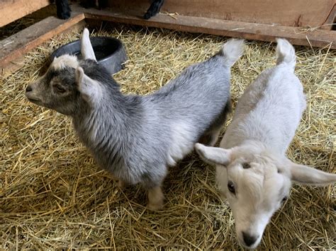 The Best Hay To Feed Goats In Winter Cold