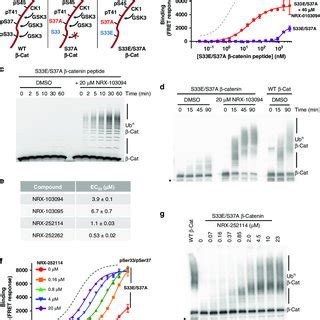 (PDF) Prospective discovery of small molecule enhancers of an E3 ligase ... 