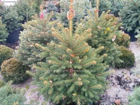 Ель колючая Глаука (Picea pungens Glauca) 60-80 см в горшке 35 л ...