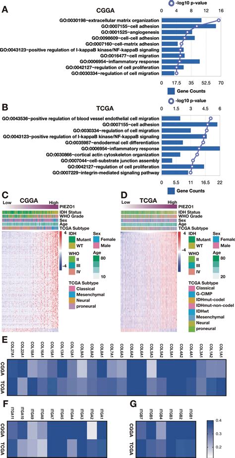 Analysis Of Genetics Of PIEZO1 Expression Through RNA Seq A B Gene