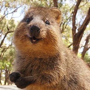 quokka  sale