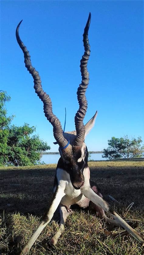 Blackbuck Antelope hunting in Argentina