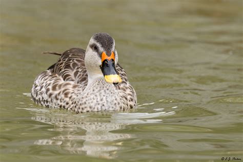 Indian Spot-billed Duck