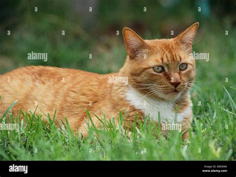 Red tabby cat Stock Photo - Alamy