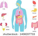 human lungs  stock photo public domain pictures