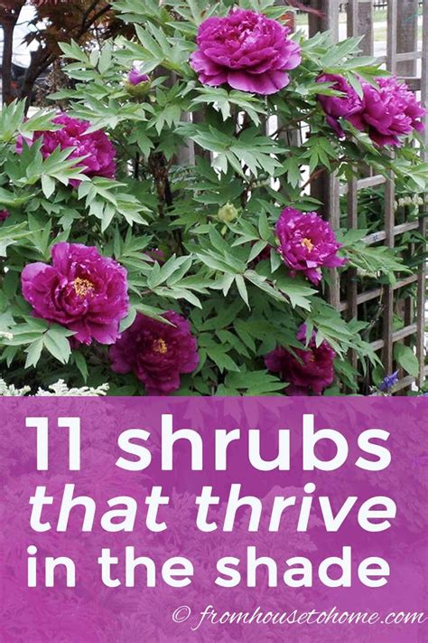 Shrubs And Plants For Shady Areas - Garden Plant