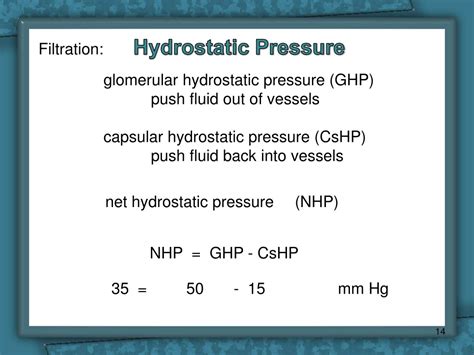 Ppt Renal Physiology Glomerular Filtration Rate Powerpoint