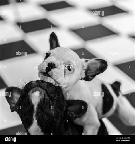Black French Bulldog Puppies Black And White Stock Photos And Images Alamy