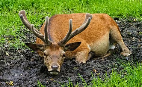 Wild Red Deer Stag Cooling Off In The Mud Olwyn McEwen Flickr