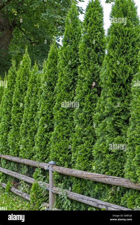 arborvitae hedge thuja stock photo alamy