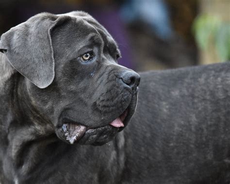How Big Do Mastiff Great Dane Mix Get