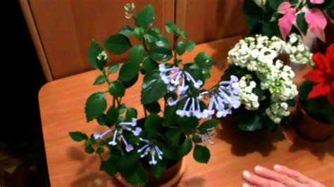 ПЛЕКТРАНТУС ВРЕМЯ ЦВЕТЕНИЯ УХОД 'Mona Lavender' - YouTube