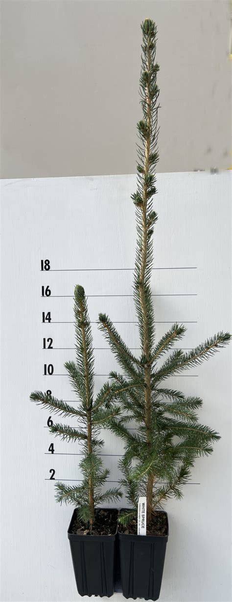 Evergreen Nursery Company Inc Spruce White