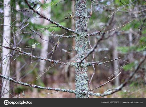 Naked Tree Branches Against Dark Background Stock Photo By