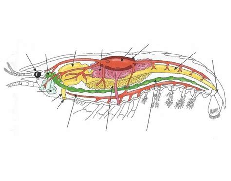 Crayfish Posterior Internal Anatomy Diagram Quizlet