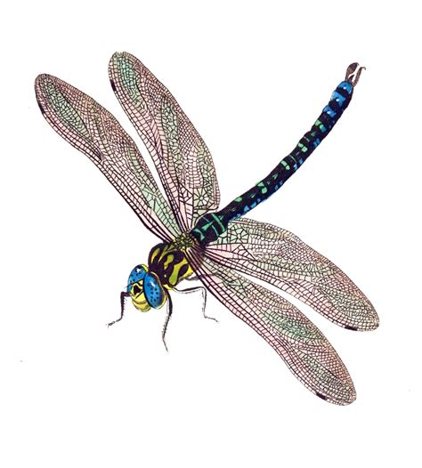 Картинки Стрекоза Для Детского Сада – Telegraph