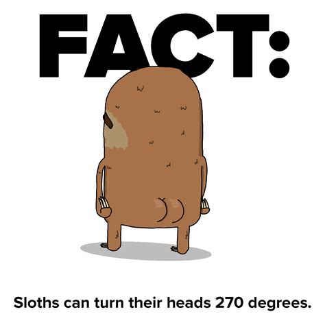 Slothy gif Facts - Sloths.com.au