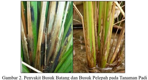 Amankan Tanaman Padi Dari Penyakit Busuk Batang Dan Busuk Pelepah