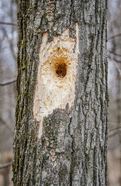 What Causes Holes In Trees? Understanding The Risks