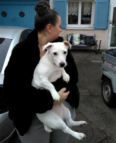 Maxéville Insolite Le chien sauve la vie dune famille victime dun