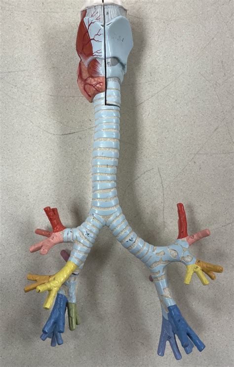 Trachea Diagram | Quizlet