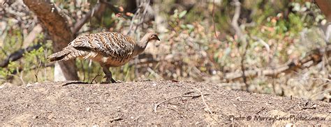 Malleefowl | Kow Plains