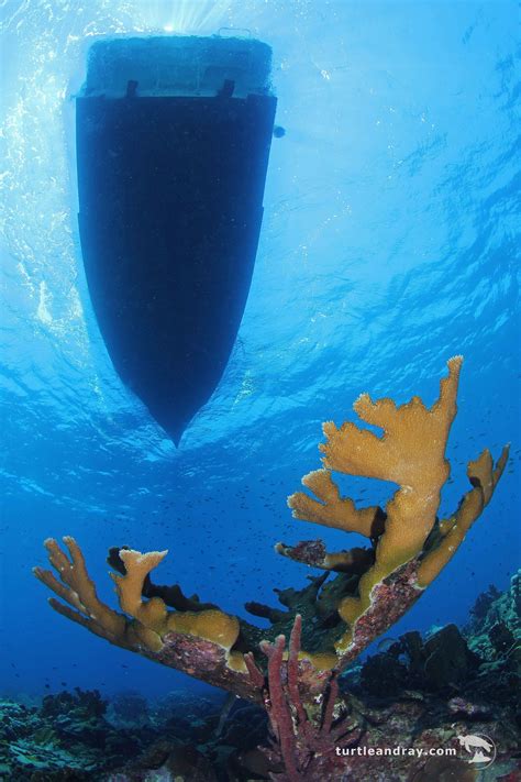 Things to do — Curaçao Gardens