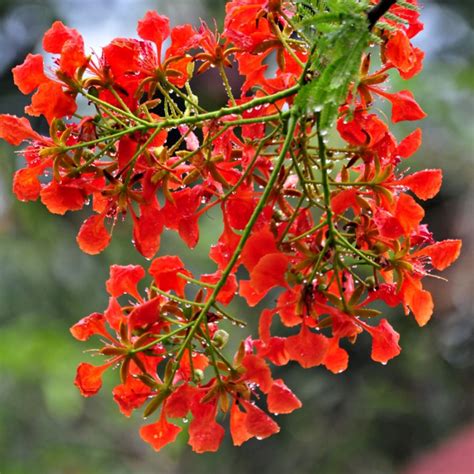 10 Graines De Flamboyant Delonix Regia Syn Poinciana Regia