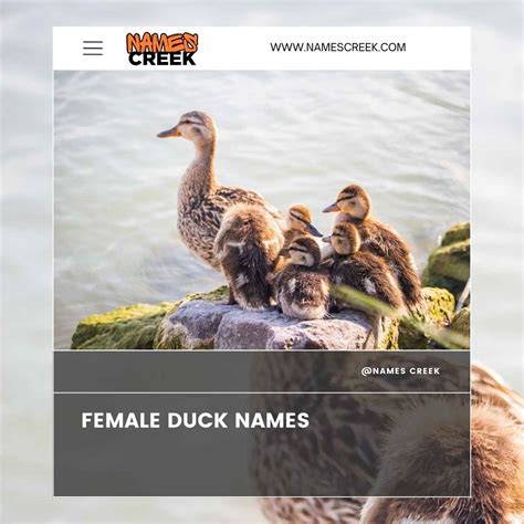 Quacking Good Choices Exploring The Fascinating World Of Names For Ducks